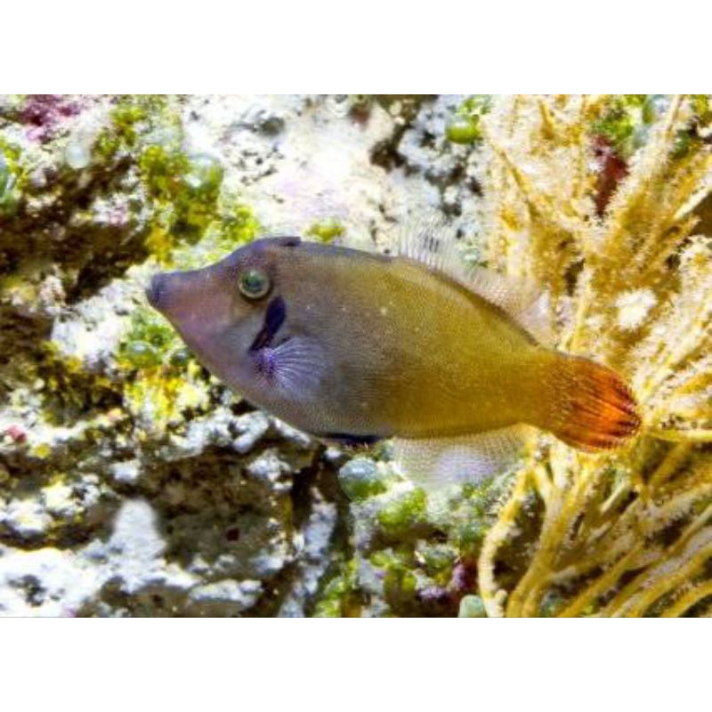 Jual ikan sonang merah redtail filefish ikan air laut pemakan aiptasi ...
