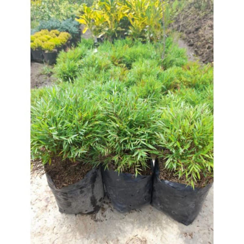Jual Tanaman Pohon Bambu Mini / Bambu Jepang Mikro super rimbun ...
