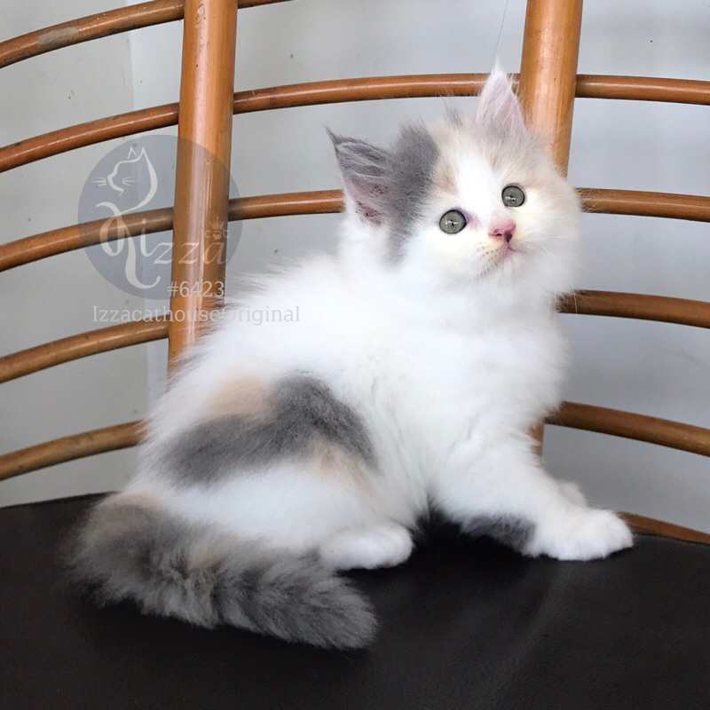 Jual makanan kucing mainecoon pure ,calico dilute , 3 colour | Shopee ...