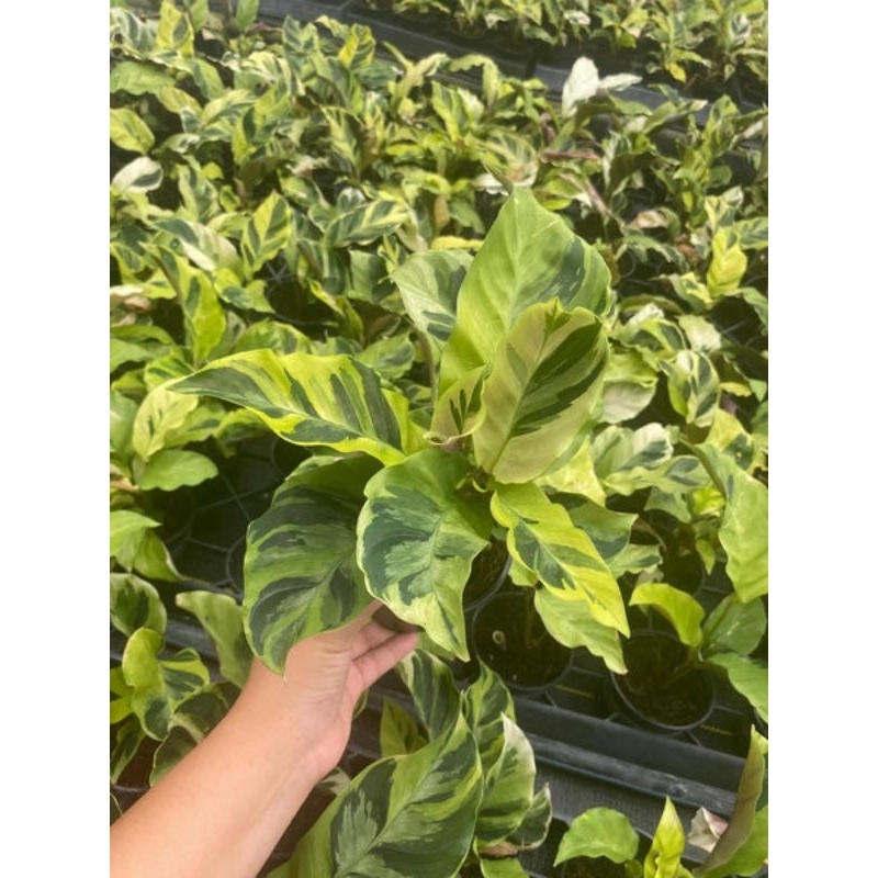 Jual Tanaman Indoor Calathea Meranti Kuning/Calathea Meranti Kuning ...