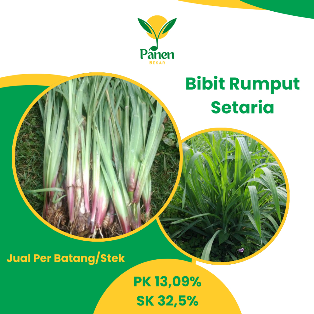 Jual Bibit Rumput Setaria Kualitas Unggul Jual Per Batang/Stek | Shopee ...