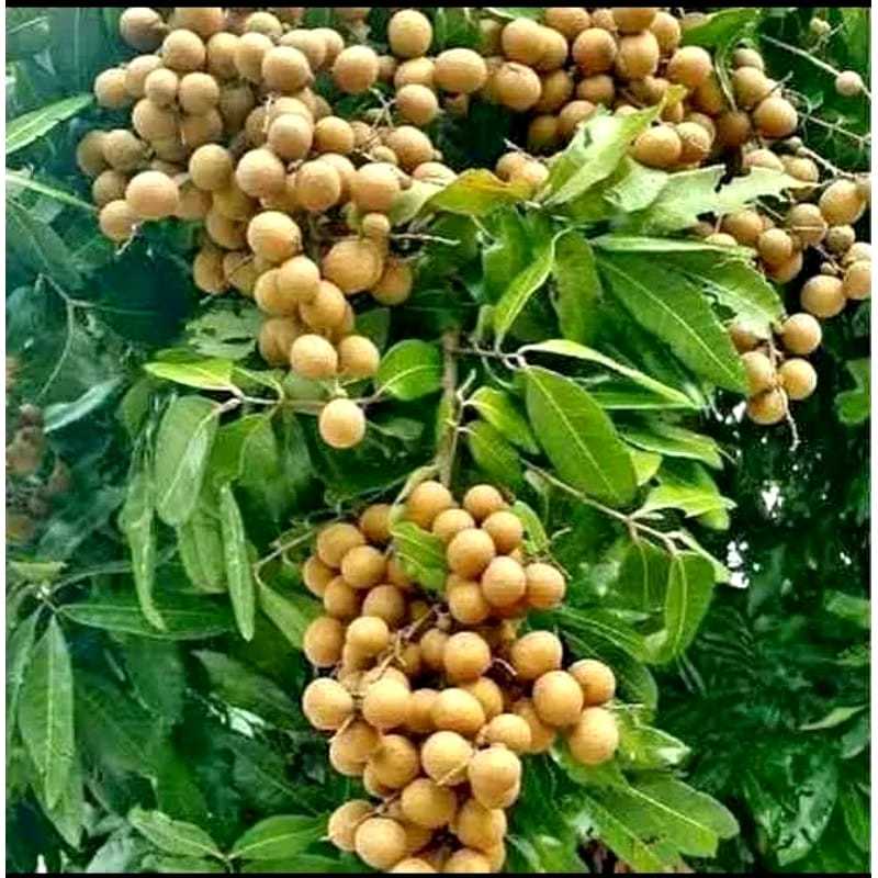Jual Bibit Kelengkeng Matalada Asli Hasil Okulasi Cepat Berbuah FREE ...