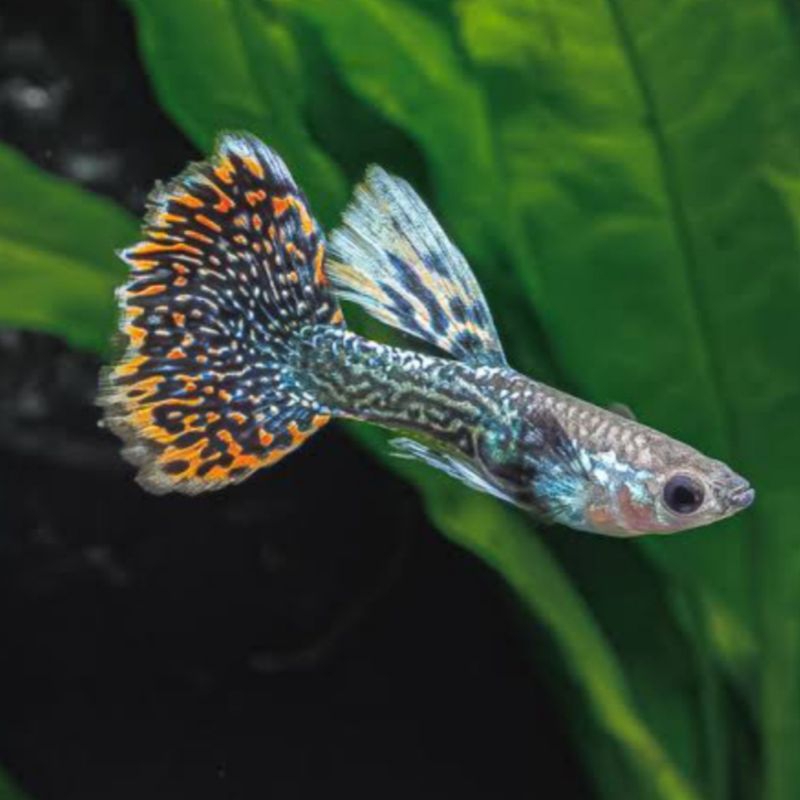 Jual ikan guppy cobra gapi gapy kobra hiasan aquarium tankmate ...