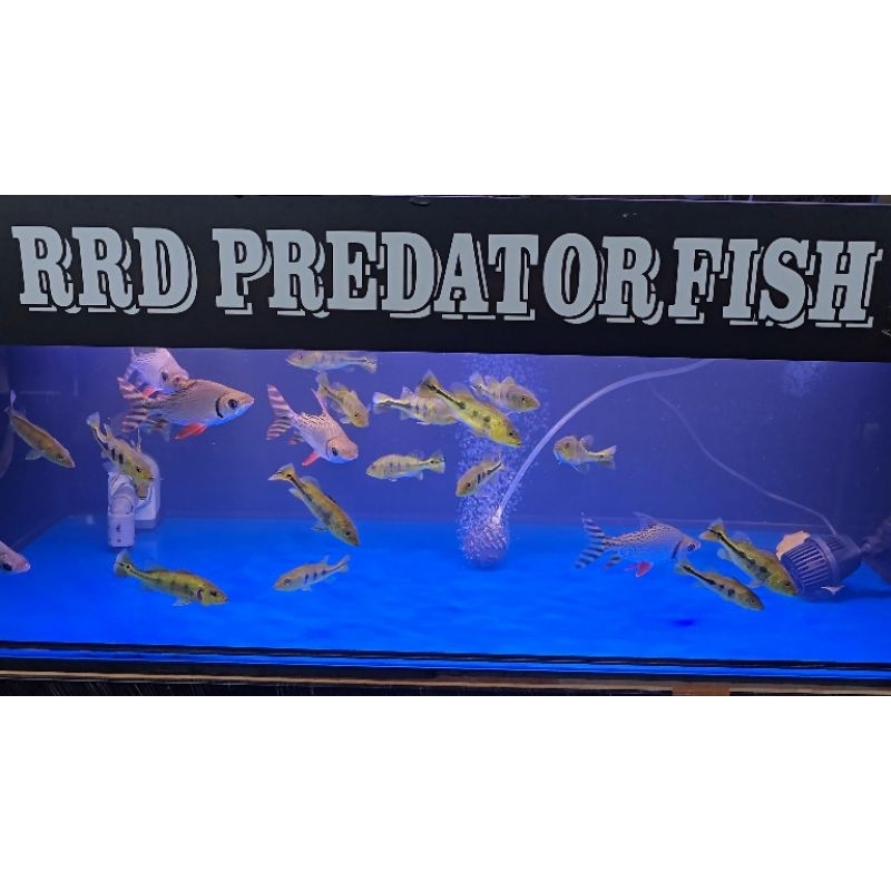 Jual Ikan Hias RFF pemakan Lumut | Shopee Indonesia