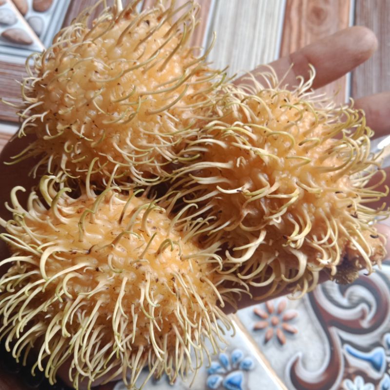 Jual rambutan gading kuning 1 kg | Shopee Indonesia
