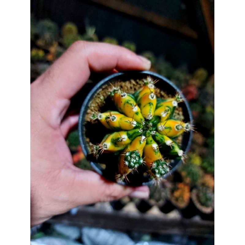 Jual gymno red english | gymnocalycium varigata | kaktus gymno | Shopee ...