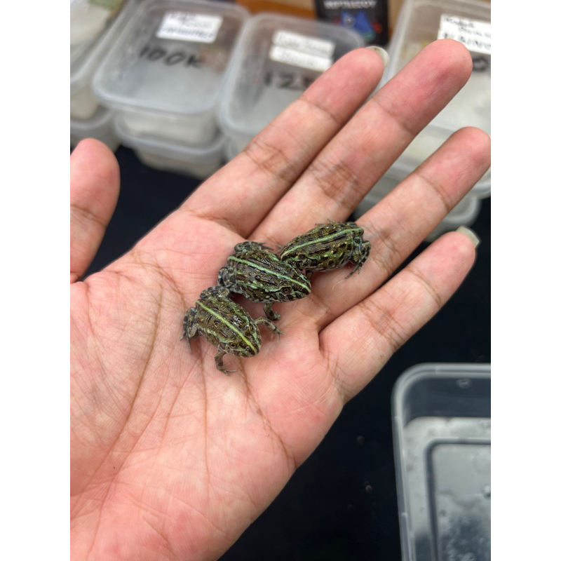 Jual Pixie Bukan Pacman “African Bull Frogs” | Shopee Indonesia