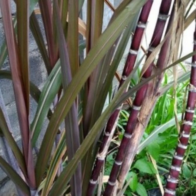 Jual Tanaman Tebu Hitam / Tebu Ireng / Tebu Wulung (Saccharum ...
