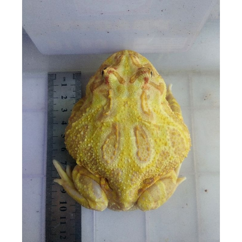 Jual kodok pacman lime albino female 11-12cm up mulus GRADE A | Shopee ...