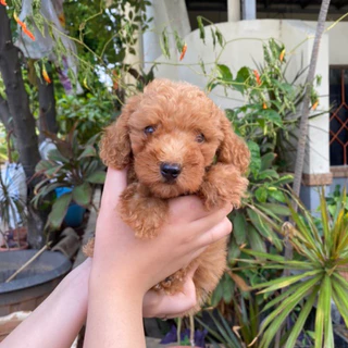 Jual anjing toy fashion poodle