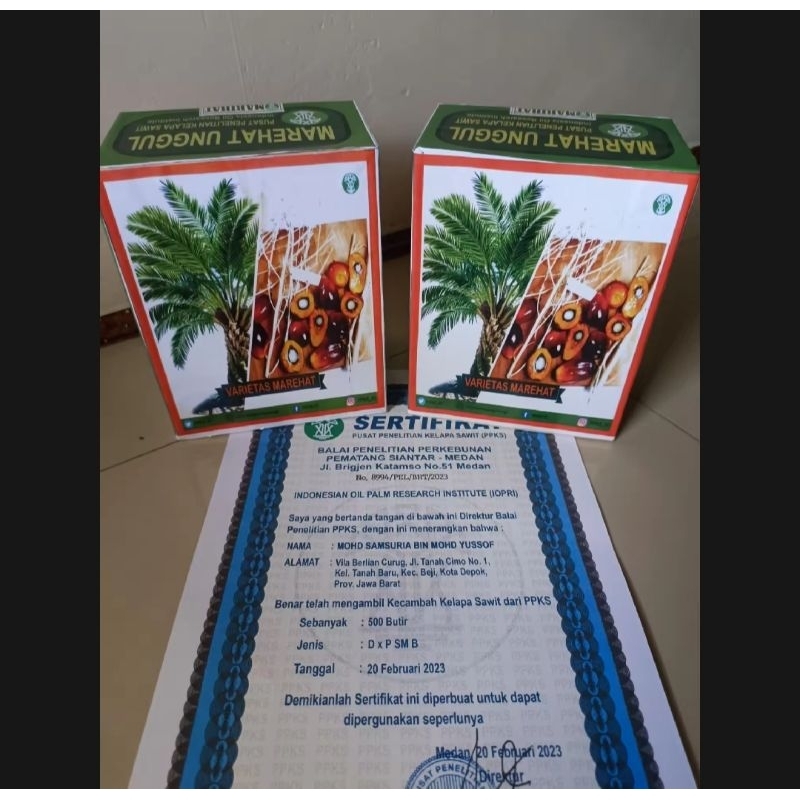 Jual Benih Sawit unggul PPKS MARIHAT DUMPY Buah besar | Shopee Indonesia