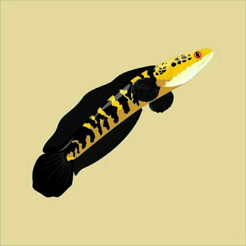 Jual Stiker ys 14-16 uhuuy | Shopee Indonesia
