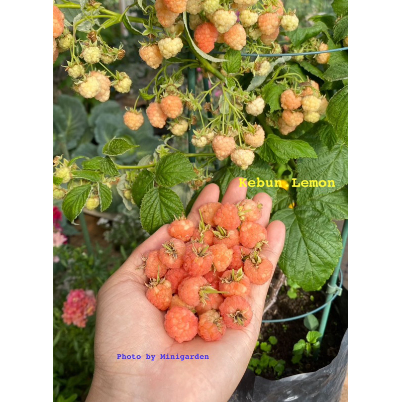 Jual Raspberry Holland Double Gold ( Tanpa duri ) | Shopee Indonesia