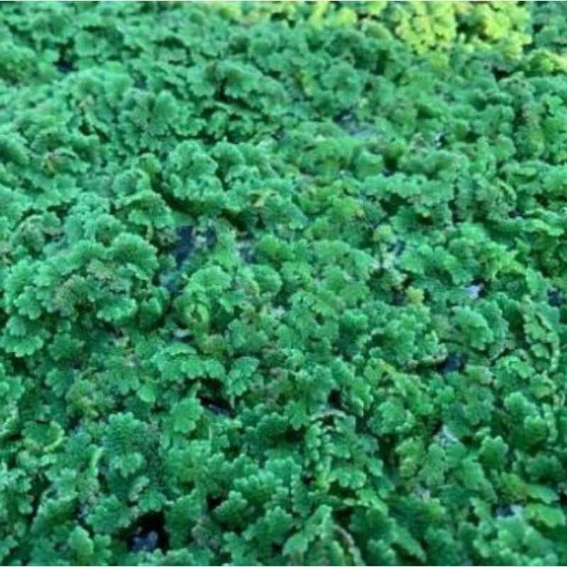 Jual Azolla| tanaman Air kecil Mix Matalele apu apu wolffia | Shopee ...