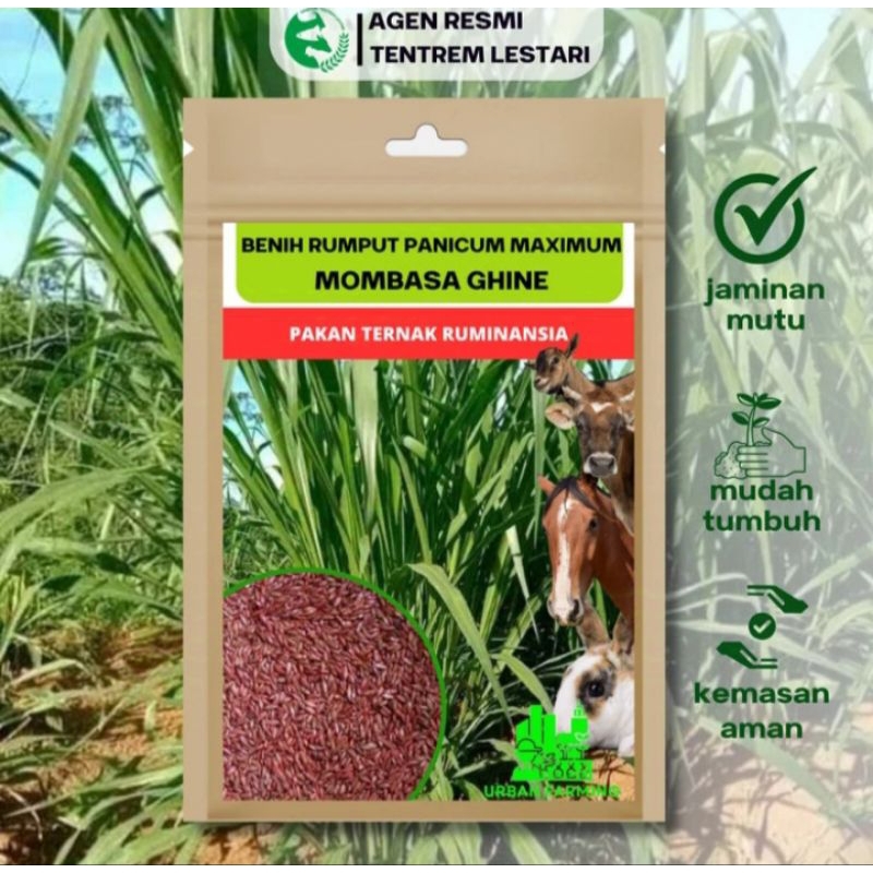 Jual Bibit Rumput Mombasa F1 Ghine Kemasan 2000 Biji Rumput Hidup ...