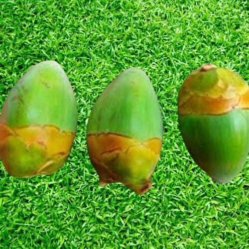 Jual Beluluk Kelapa,Nala Kelapa,Tembuluk Kelapa Muda Fresh isi 12Buah ...