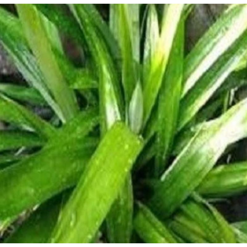 Jual Daun Pandan / Daun Ruku Ruku | Shopee Indonesia