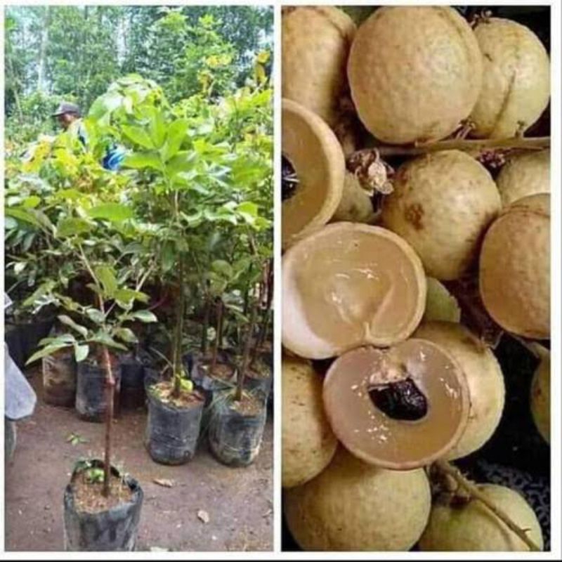 Jual Bibit Kelengkeng Matalada tanaman hasil okulasi super ungullan ...