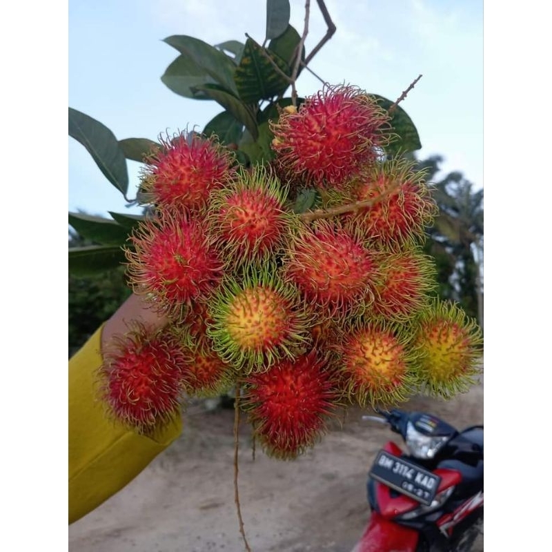 Jual buah rambutan binjai 1kg | Shopee Indonesia