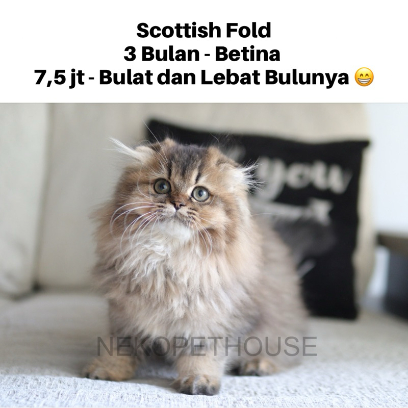 Jual Scottish Fold Bulu Lebat, Gembul Shopee Indonesia