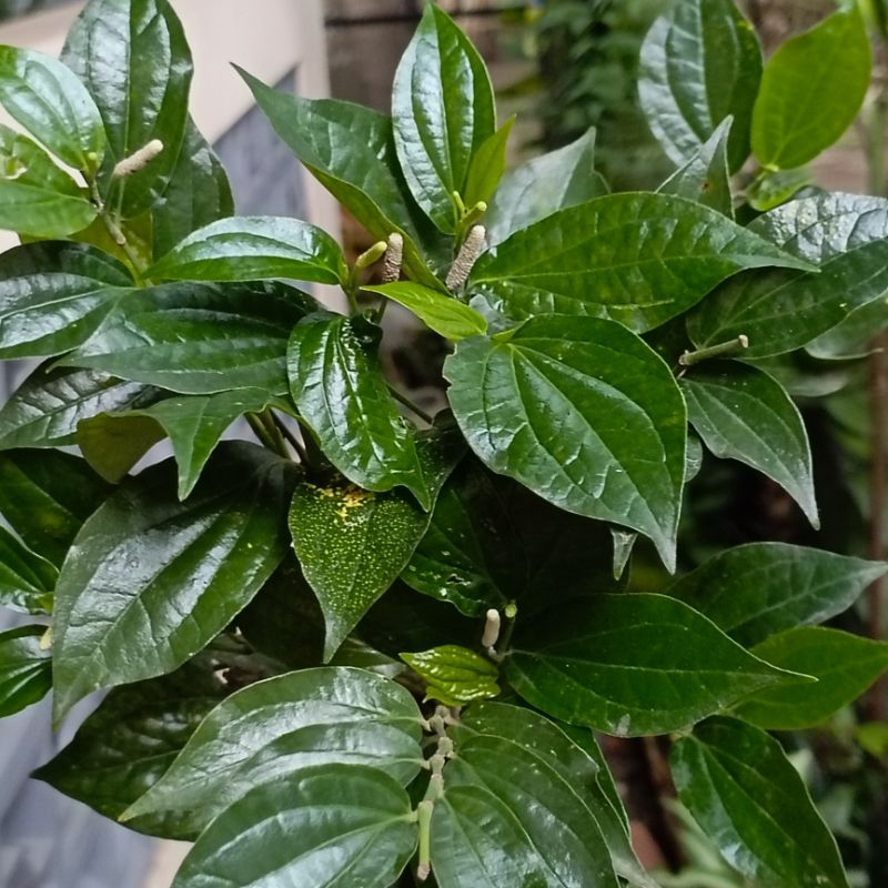 Jual TOGA (Tanaman Obat Keluarga ) DAUN KARUK | Shopee Indonesia