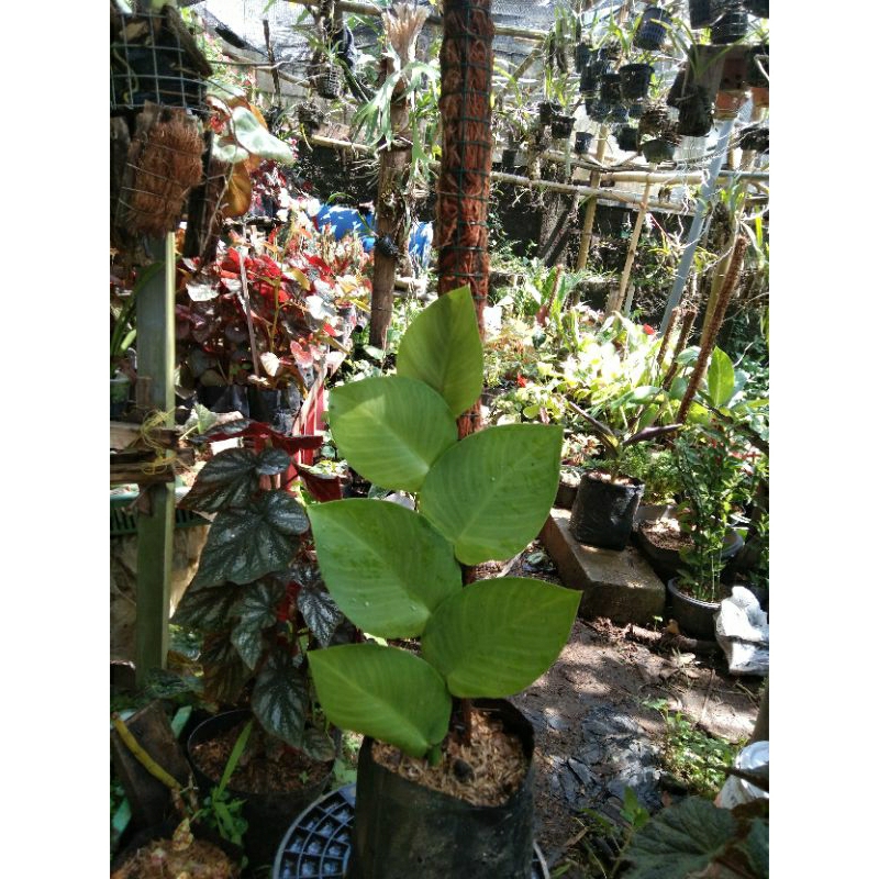 Jual Tanaman hias rambat Dollar ( rawatan ) | Shopee Indonesia