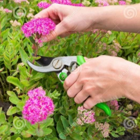 Jual Gunting Dahan Ranting Bunga Bengkok / Peralatan berkebun taman ...