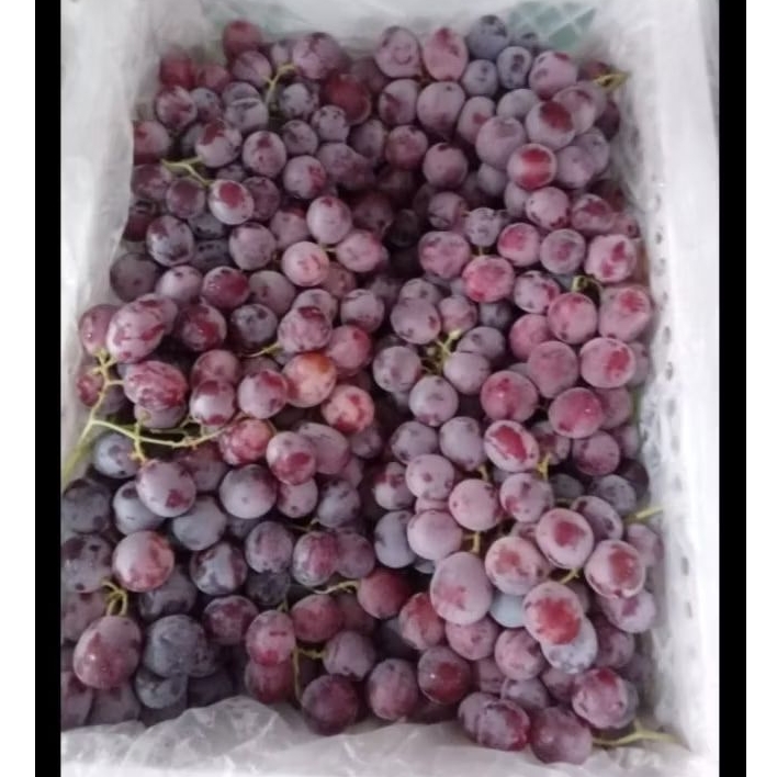 Jual Buah Anggur Red Globe RRC jual per BOK Krat | Shopee Indonesia