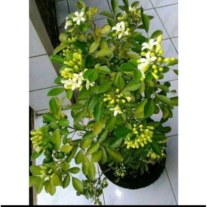 Jual Bibit bunga kemuning kalau berbunga baunya semerbak | Shopee Indonesia