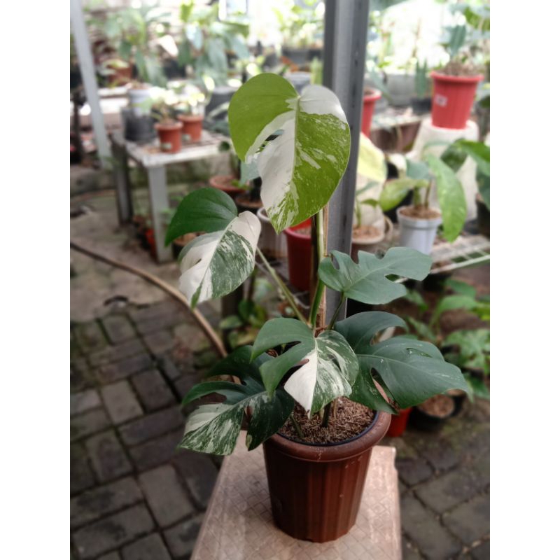 Jual MONVAR HOLLAND MARBLE variegated | Shopee Indonesia