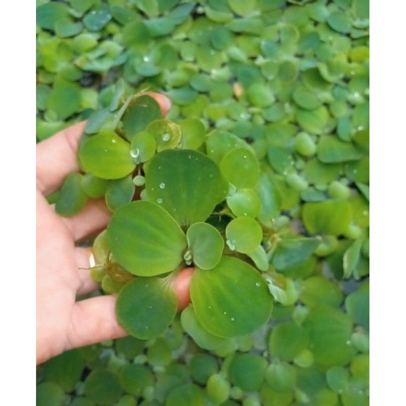 Jual APU APU KAYU APU TANAMAN AIR | Shopee Indonesia