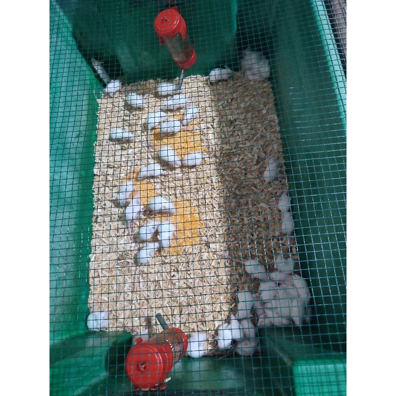 Jual Mencit Jumper 7-10 gram | Shopee Indonesia