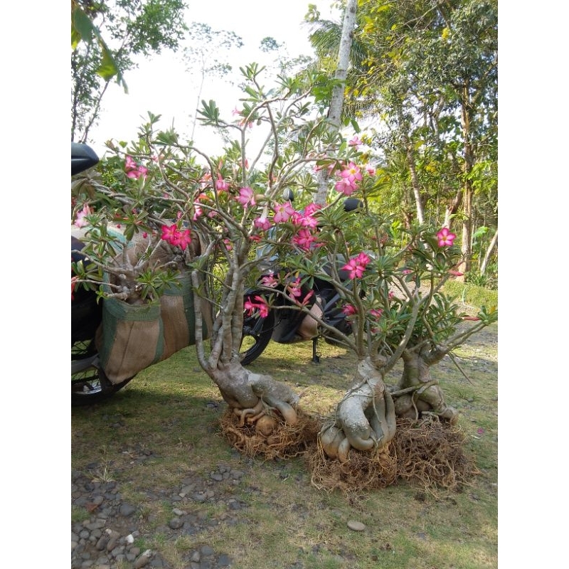 Jual adenium link kargo 30kg | Shopee Indonesia
