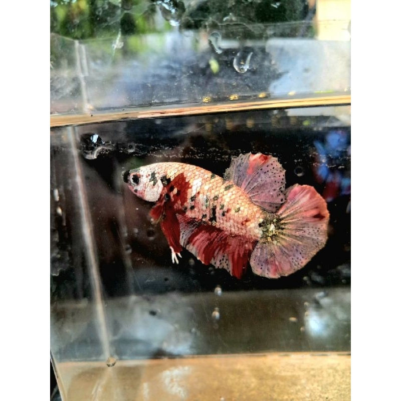 Jual Cupang Plakat Red Koi Copper RKC / Ironman jantan sesuai foto ...
