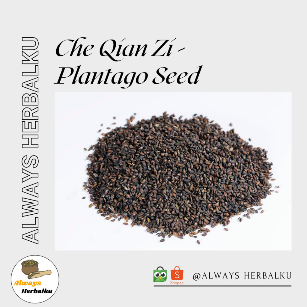 Jual Che qian zi / plantago seed / plantago asiatica (500gr) | Shopee ...