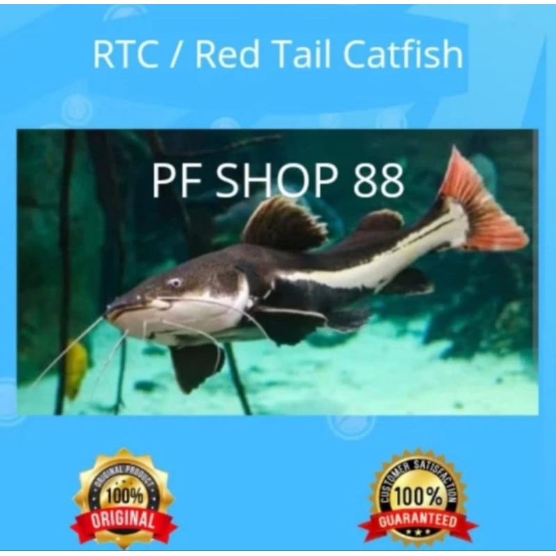 Jual Ikan hias RTC / Red Tail Catfish | Shopee Indonesia