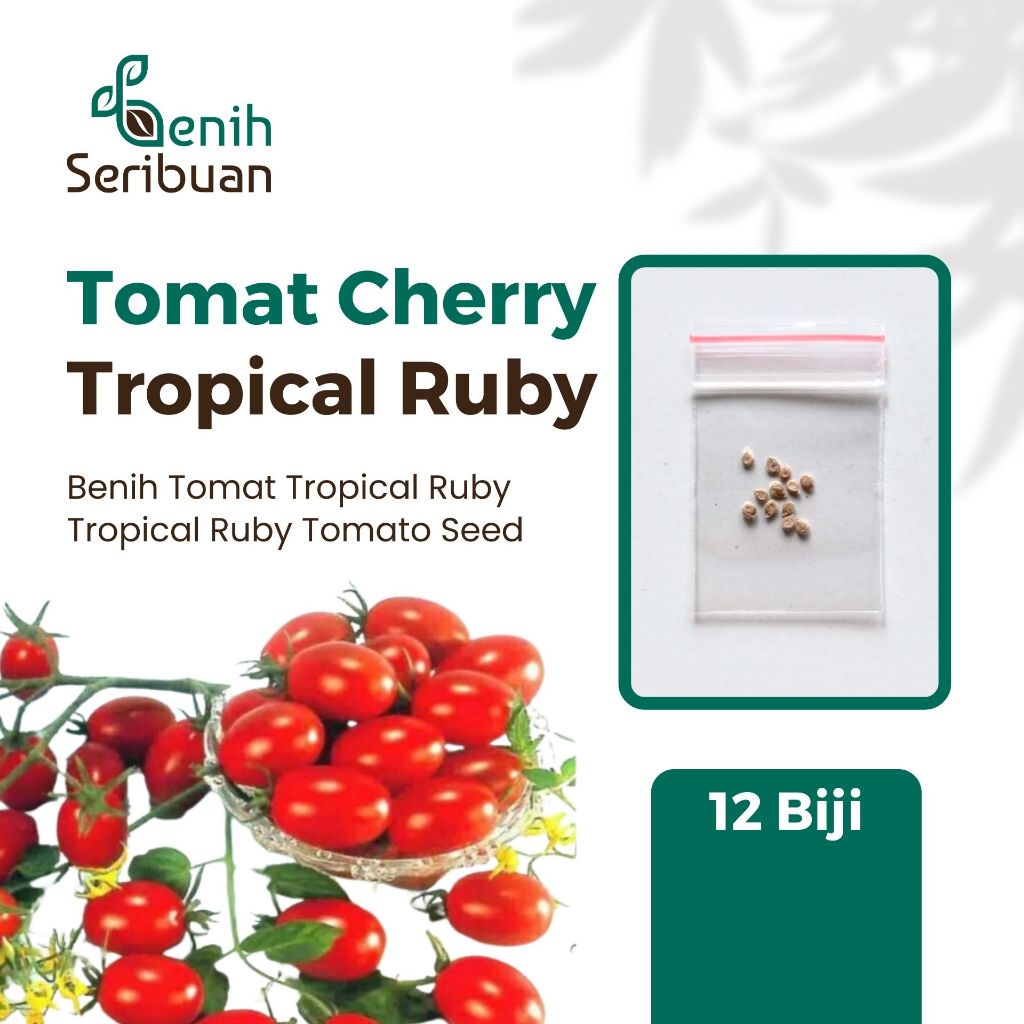 Jual 12 Bibit Tomat Cherry Tropical Ruby Benih Sayuran Chery Super Buah ...