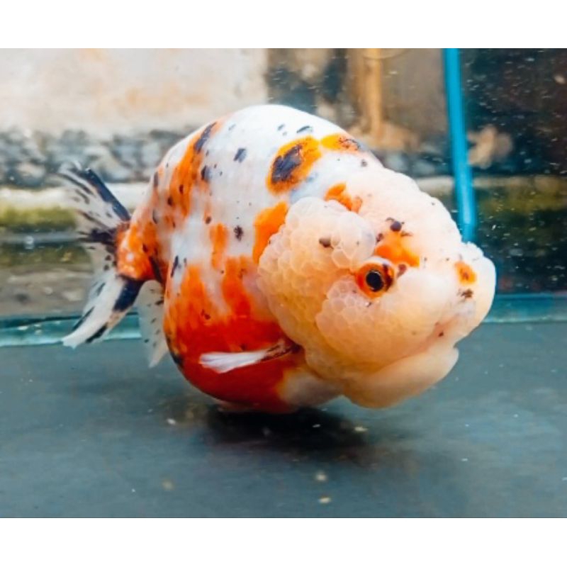 Jual Ikan mas koki Ranchu Calicow Jambul Jenggot bulky jumbo | Shopee ...