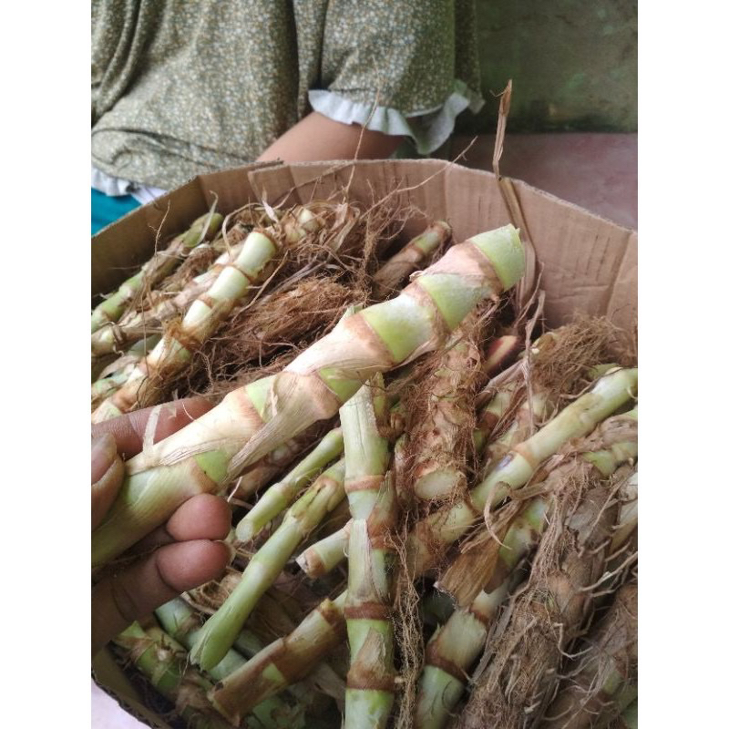 Jual 1 kilo bibit rumput odot pakan ternak sapi kambing kelinci ...