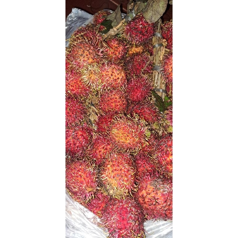 Jual Rambutan per KG | Shopee Indonesia