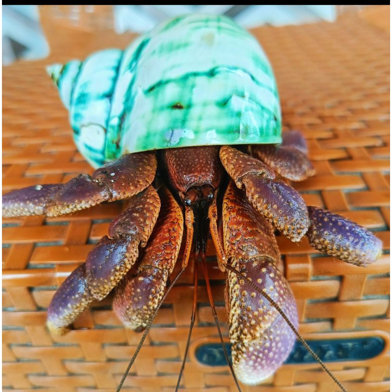 Polietilene Per Imballaggio Rotolo Di Sacchetti In Polietilene Per