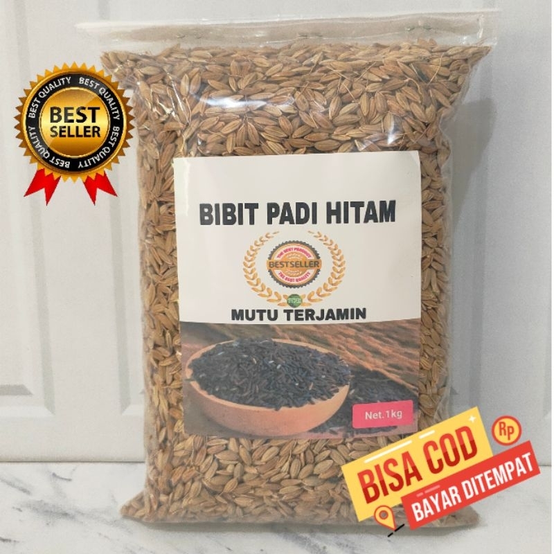 Jual Promo gabah padi hitam 1 kg | Shopee Indonesia