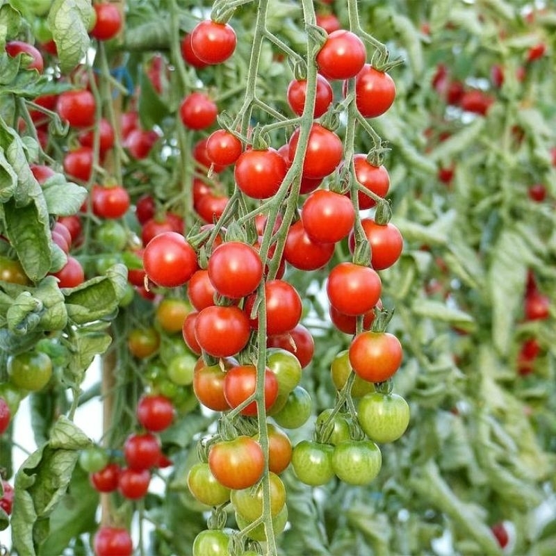 10 Biji Benih Tomat Cherry Merah
