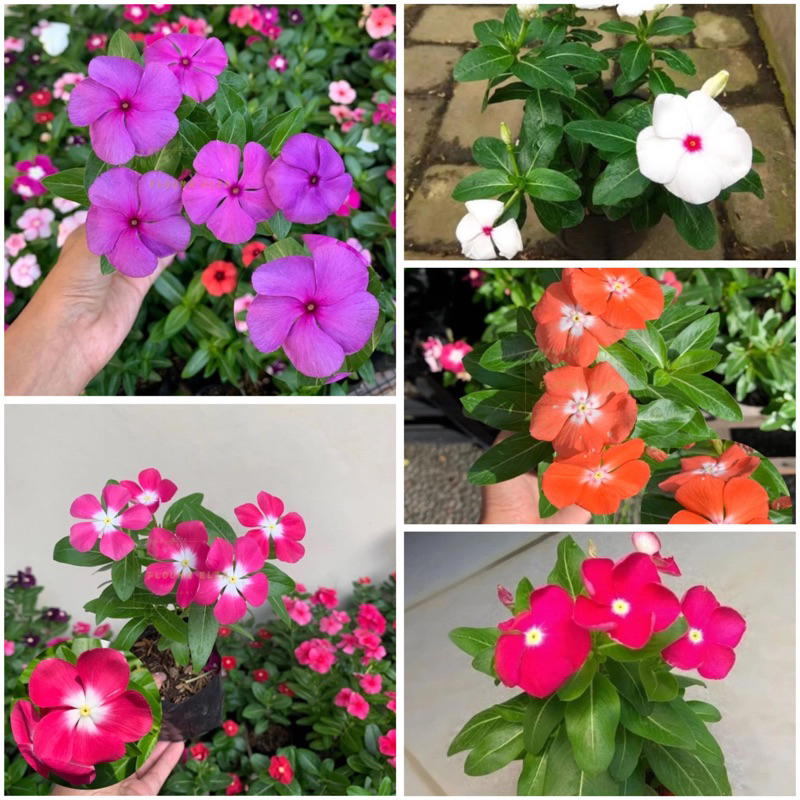 Jual Murah PAKET 5 Tanaman hias bunga tapak dara vinca - tanaman hias ...
