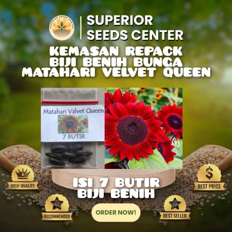Jual 7 Butir Biji Benih Bunga Matahari Merah | Velvet Queen (Kemasan ...