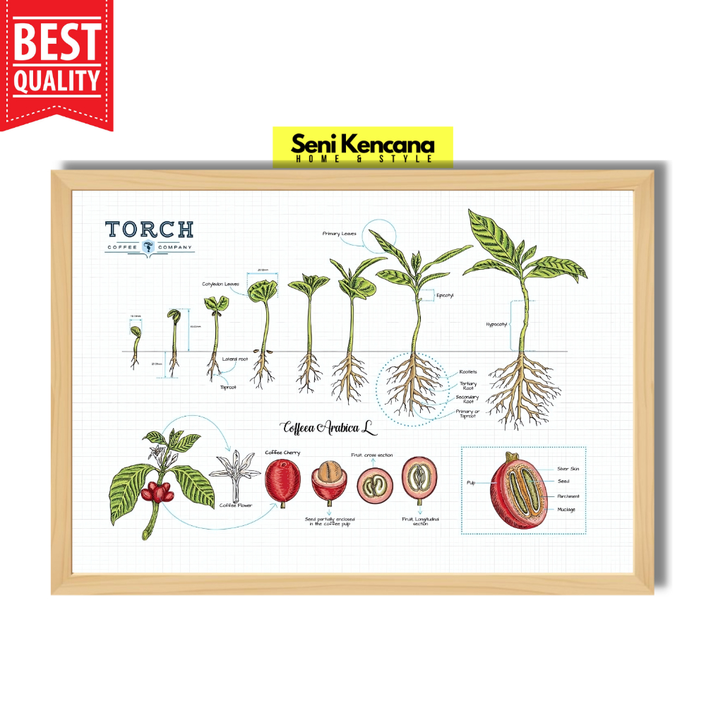 Jual Coffee Family Tree Poster Kopi Pohon Kopi Anatomy Roasting ...