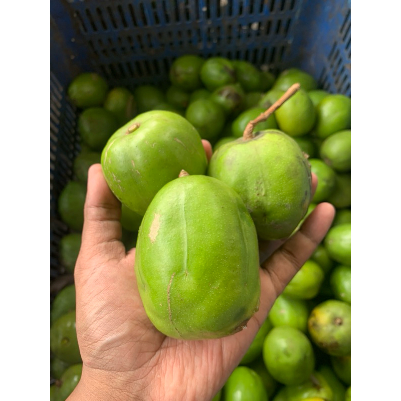 Jual Kang Pelem - Kedondong Super | Kedondong Bangkok | Cocok Untuk ...