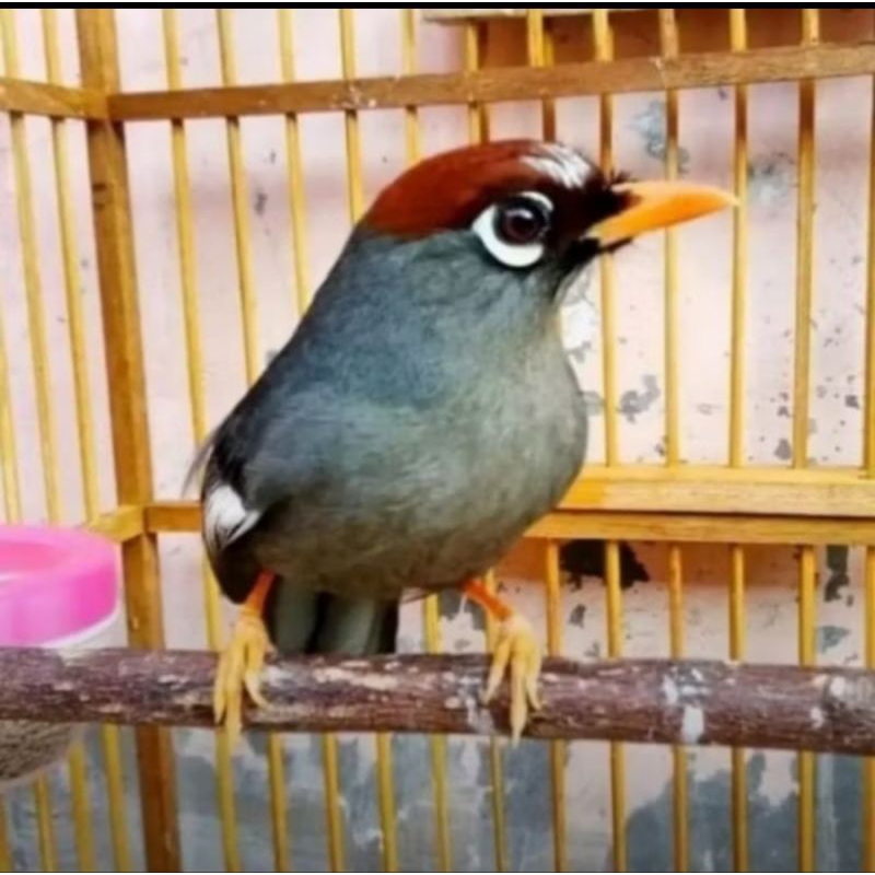 Jual BURUNG POKSAY MANDARIN ORI jantan Shopee Indonesia