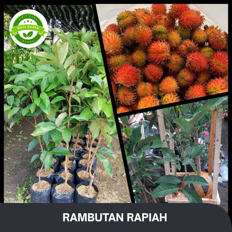 Jual RAMBUTAN RAPIAH | Shopee Indonesia