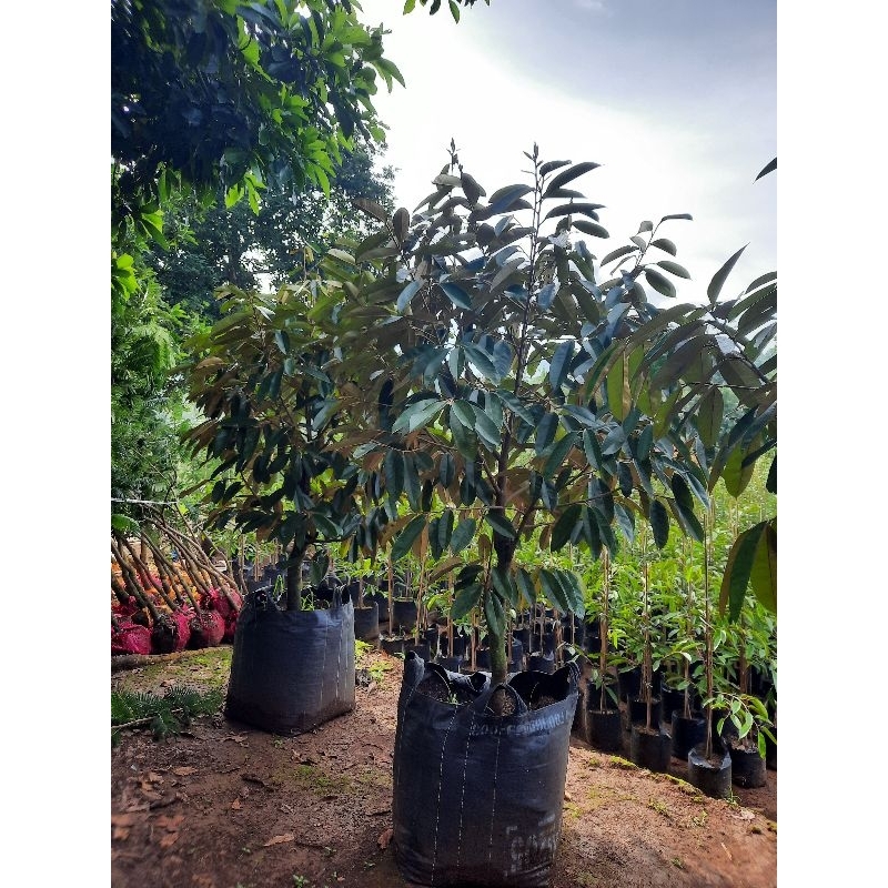 Jual pohon indukan durian jenis Kuning mas hasil dongkelan | Shopee ...